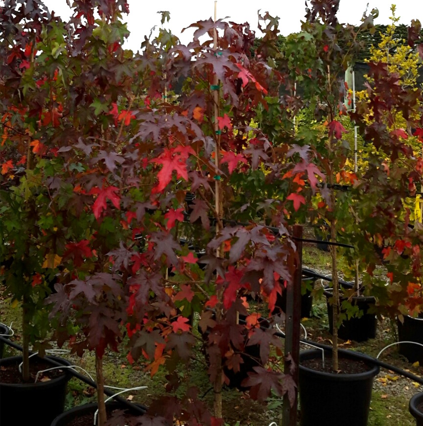 Liquidambar